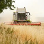 L’agricoltura rigenerativa e il valore dei grani antichi: una nuova frontiera per la pasta italiana